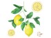 Lemons αυτοκόλλητα τοίχου βινυλίου (54122)