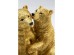 Διακοσμητικό Cuddly Bears Χρυσό 16,5x11x16 εκ