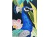 Μαξιλάρι Floral Peacock Πολύχρωμο 40x12x40 εκ. - Πολύχρωμο