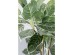 Διακοσμητικό Φυτό  Calathea Πράσινο 140x20x20εκ. - Πράσινο