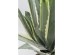 Τεχνητό Φυτό  Agave Πράσινο 50*60*60εκ. - Πράσινο