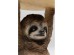 Τραπέζι Βοηθητικό Animal Sloth Καφέ Στρόγγυλο 25x22,5x34 εκ. - Καφέ