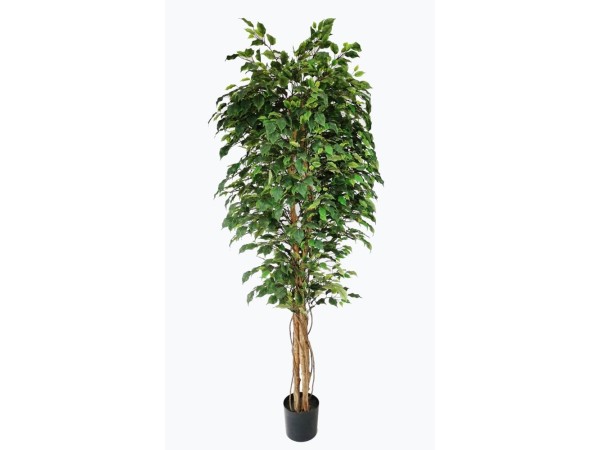 FICUS TREE NP230_210_UV  ΥΨΟΣ 210cm NewPlan