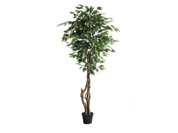 FICUS TREE NP5209_180  ΥΨΟΣ 180cm NewPlan